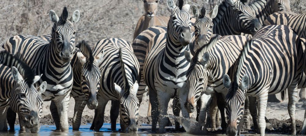 Safarihoek Lodge wildlife - Image 5