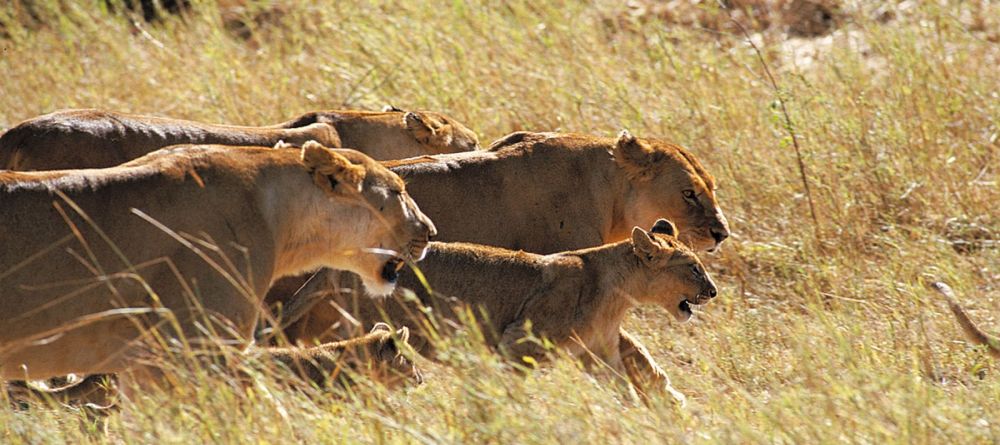 Grumeti Hills, Grumeti Game Reserve, Tanzania - Image 10