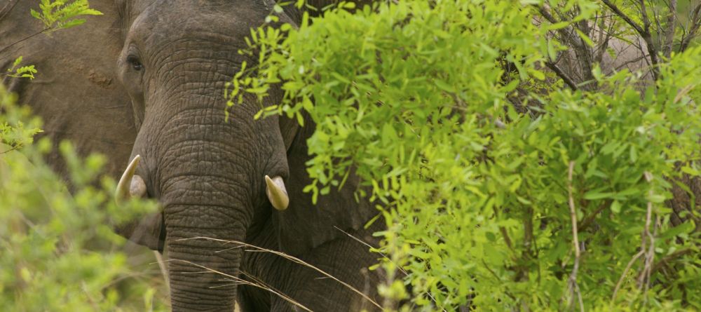 Zungulila Bushcamp, South Luangwa National Park, Zambia - Image 7