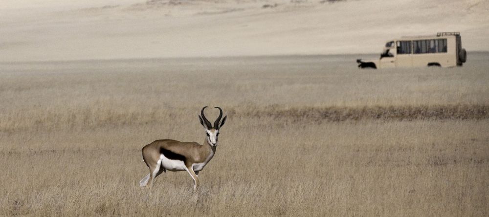 Game drive in the desert - Image 14