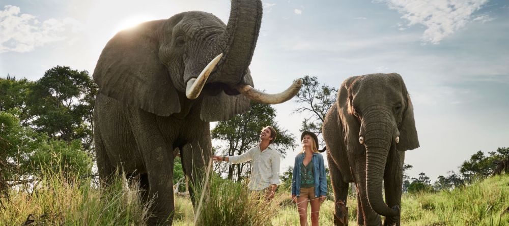 Elephant walk - Image 1