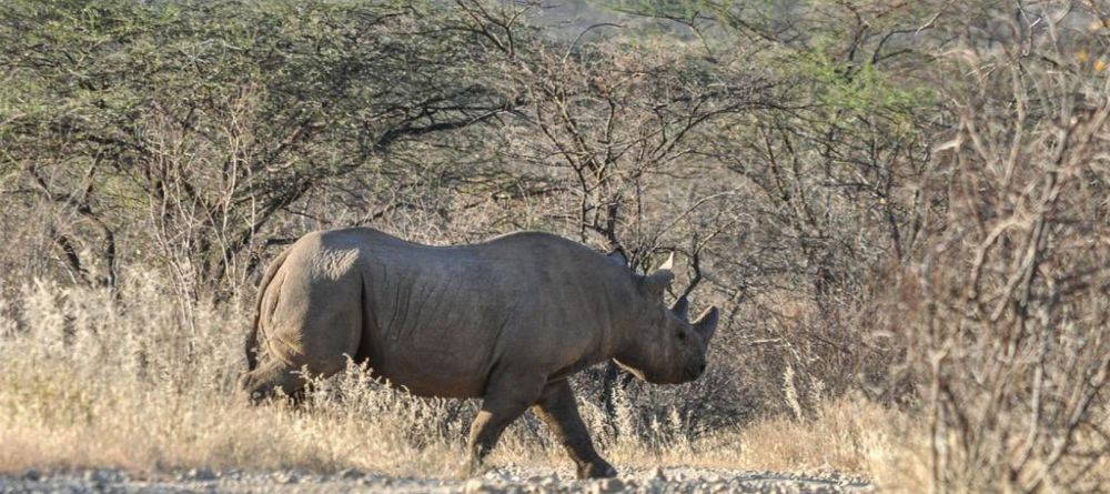 Saruni Rhino Camp - Image 7