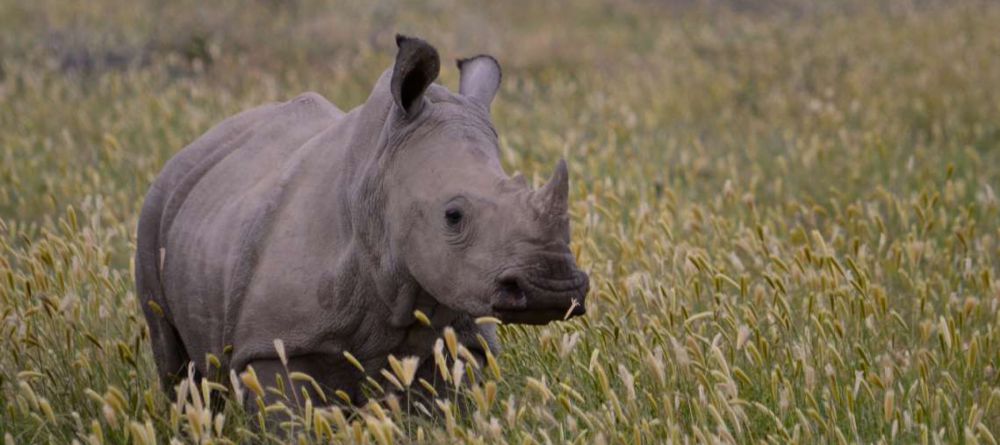 Saruni Rhino Camp - Image 8
