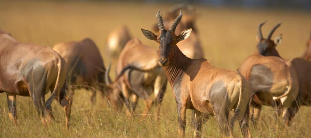 A herd of topis are spotted on the savannah at Singita Serengeti House, Serengeti Grumeti Reserves, Tanzania - Image 14
