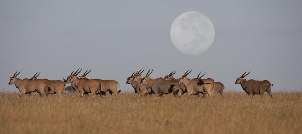The moon rises over the savannah at Singita Sasakwa Lodge, Grumeti Reserves, Tanzania - Image 11