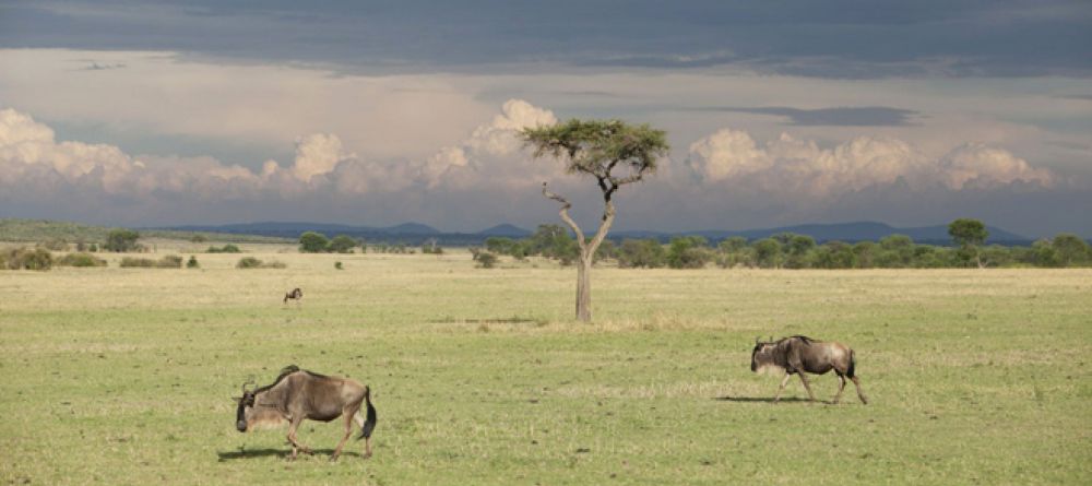 Serian Serengeti South  - Image 4