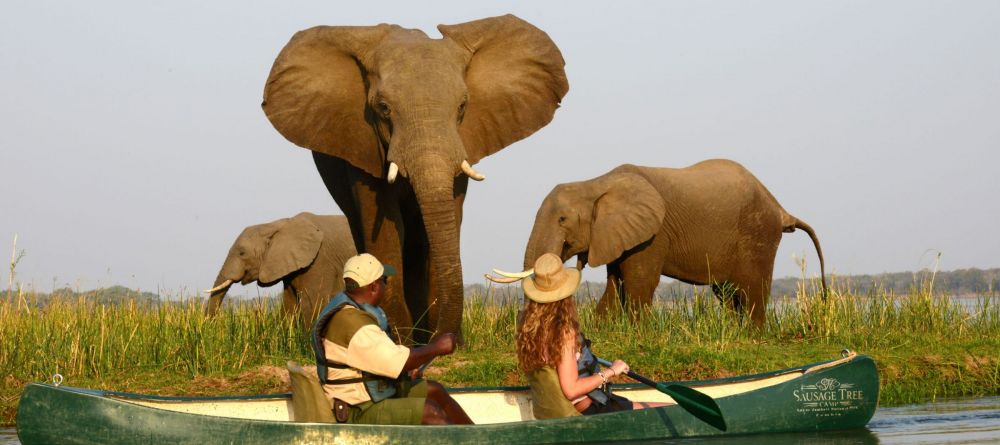 Elephants canoeing - Image 8