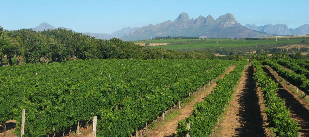 Stellenbosch is the heart of the Cape Wine Lands - Image 8