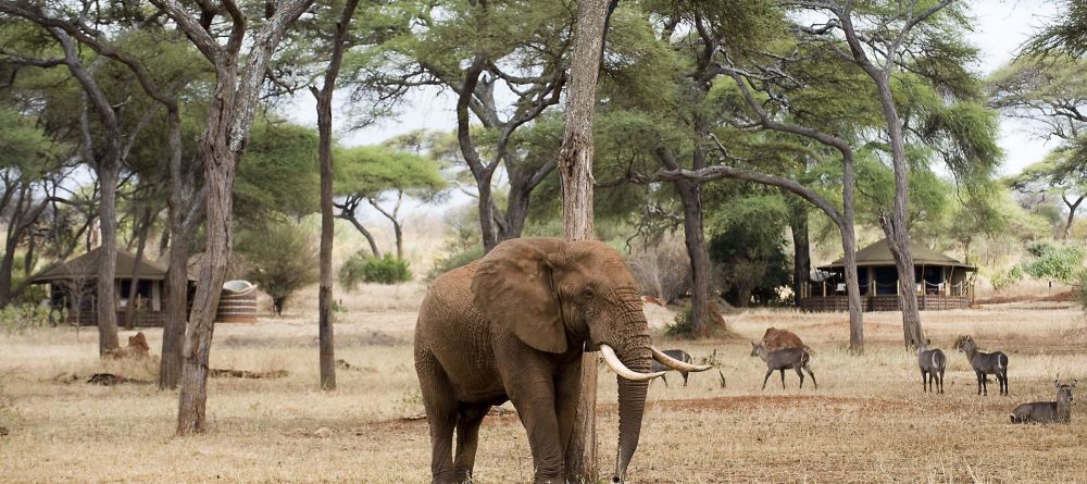 Swala Camp, Tarangire National Park, Tanzania - Image 5