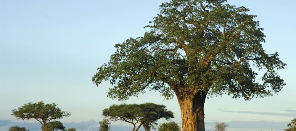 Swala Camp, Tarangire National Park, Tanzania - Image 7