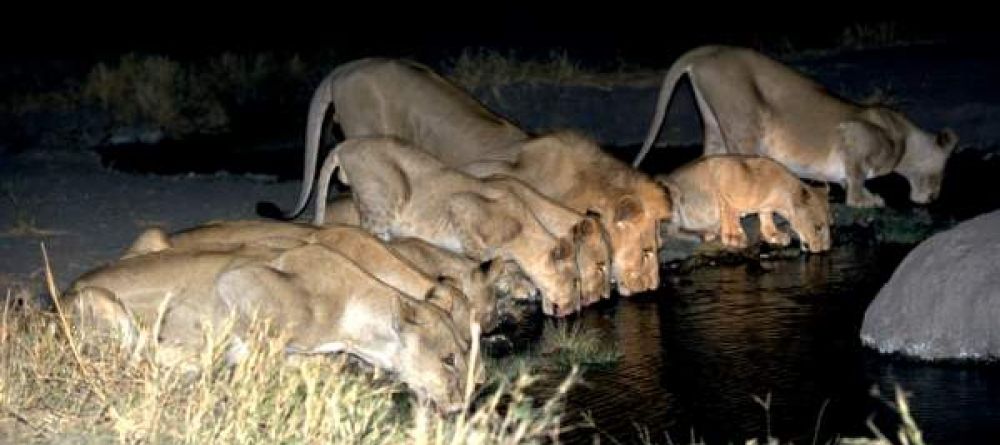 Tafika lions by night - Image 15