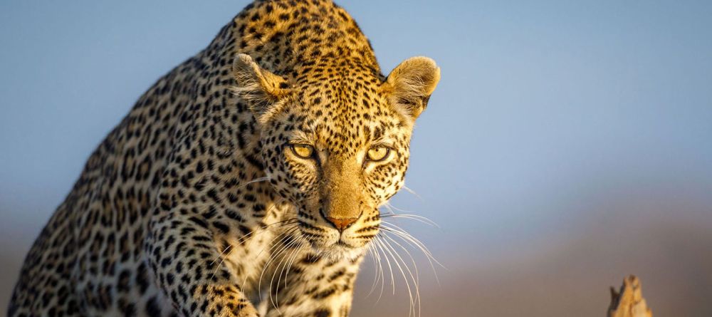 leopard - Image 4