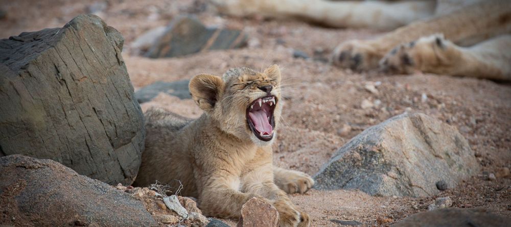 lion - Image 1