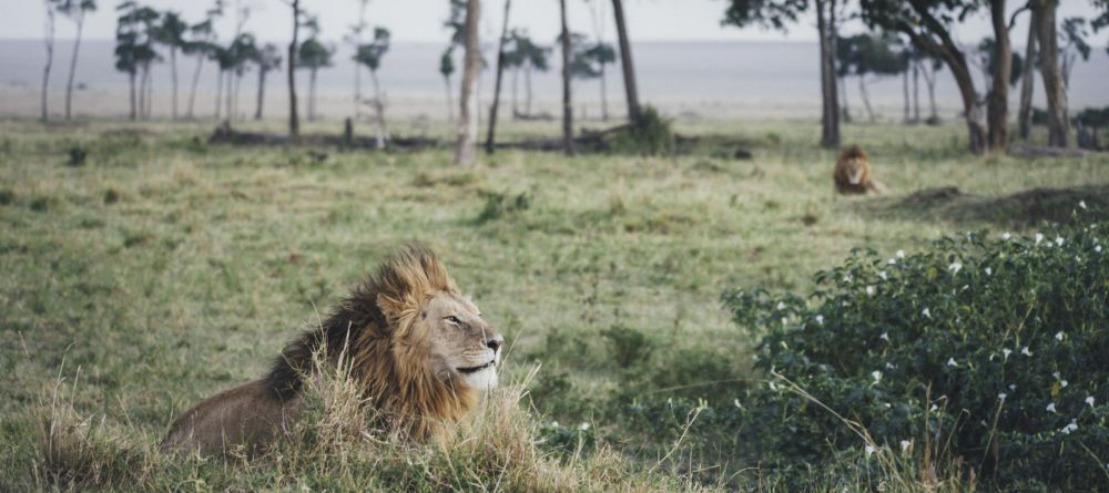 Tangulia Mara Camp, Masai Mara, Kenya - Image 9