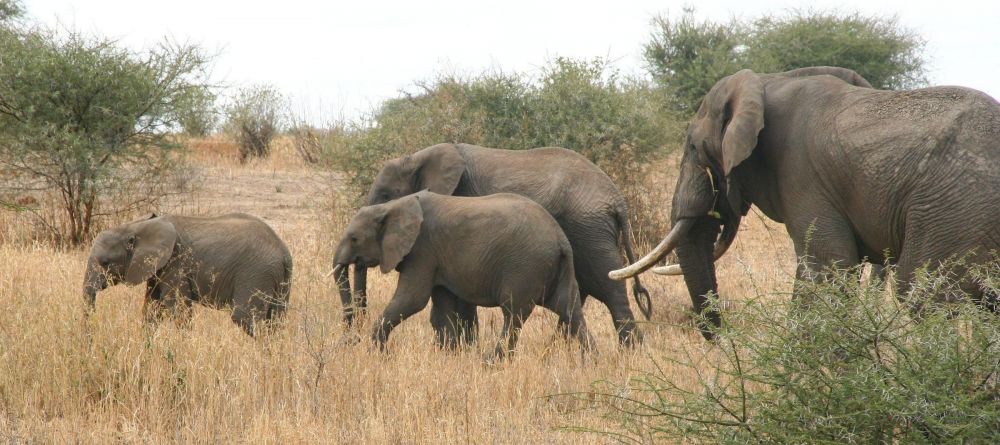 Mobile Camping - Serengeti - Elephants - Image 1