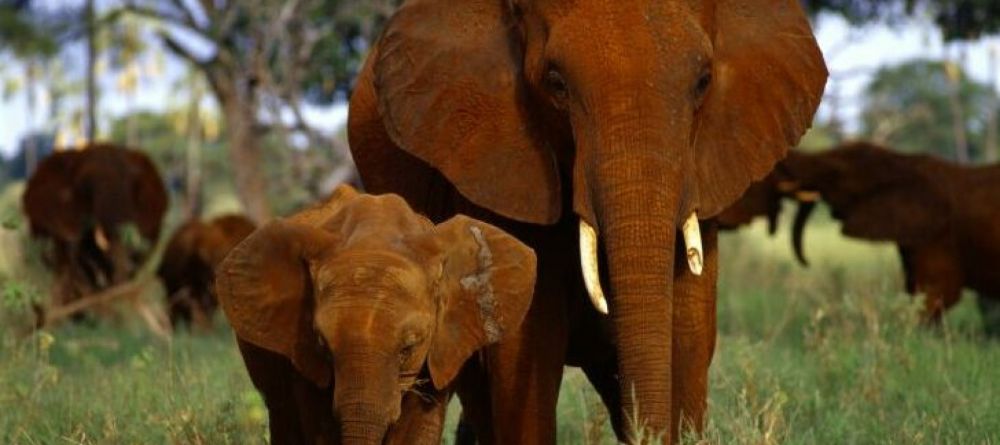 Tarangire Treetops, Tarangire National Park, Tanzania   - Image 12