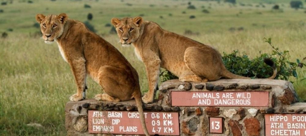 Lionesses use nearby street signs as perches to survey the plains at The Emakoko, Nairobi National Park, Nairobi, Kenya - Image 14