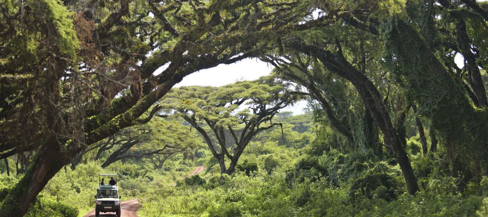 The Highlands - Ngorongoro Road - Image 10