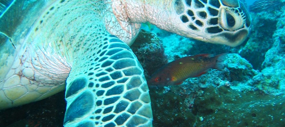 The world of coral reefs at Chumbe Island Coral Park, Zanzibar, Tanzania - Image 13