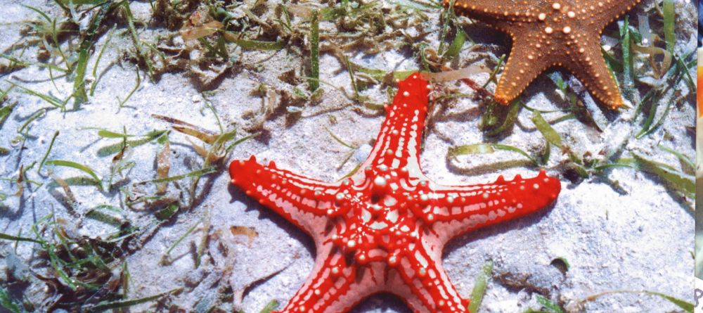 The world of coral reefs at Chumbe Island Coral Park, Zanzibar, Tanzania - Image 14