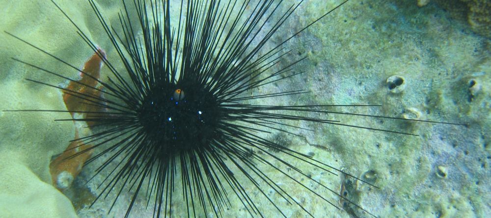 The world of coral reefs at Chumbe Island Coral Park, Zanzibar, Tanzania - Image 15