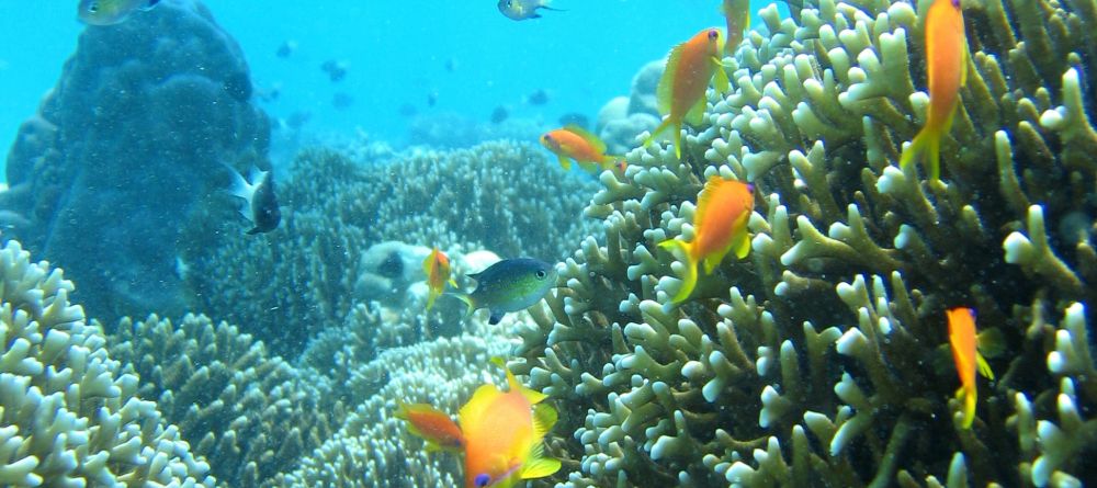 The world of coral reefs at Chumbe Island Coral Park, Zanzibar, Tanzania Â© Frida Lanshammar - Image 11