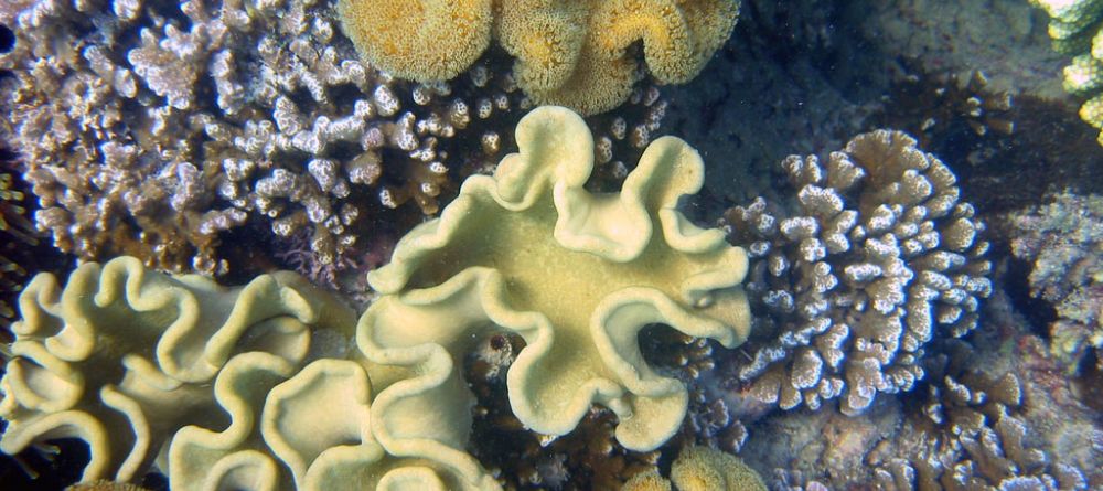 The world of coral reefs at Chumbe Island Coral Park, Zanzibar, Tanzania Â© Frida Lanshammar - Image 12