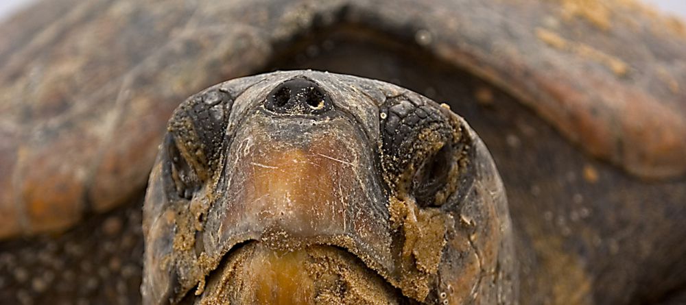 Thonga Beach Lodge - Turtle - Image 4