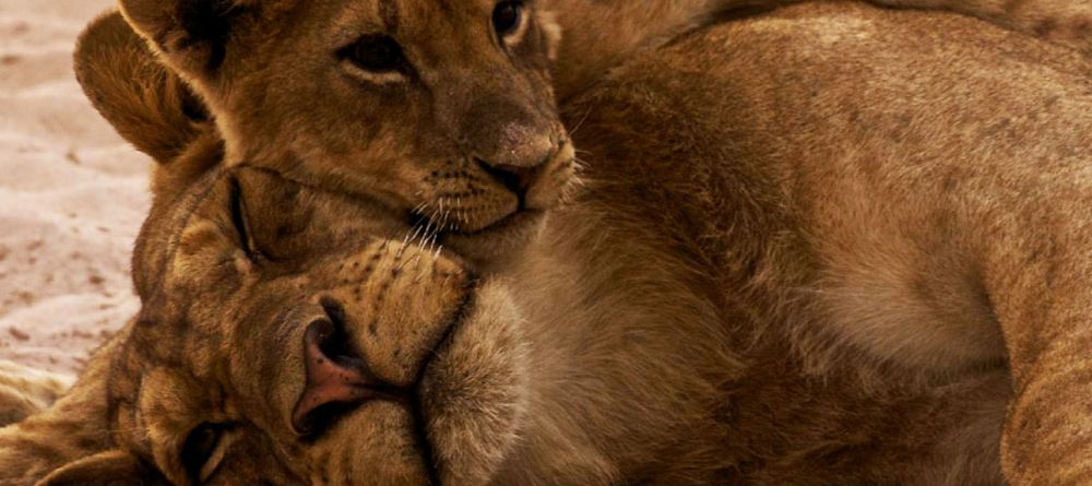 Thorntree River Lodge Lion - Image 16