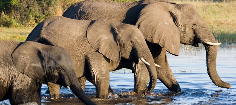 Thorntree River Lodge Elephants - Image 15