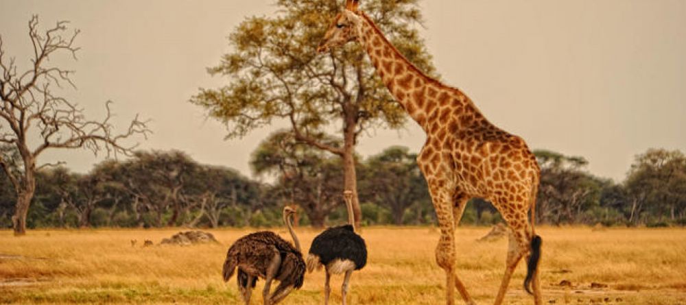 Thorntree River Lodge Wildlife - Image 17