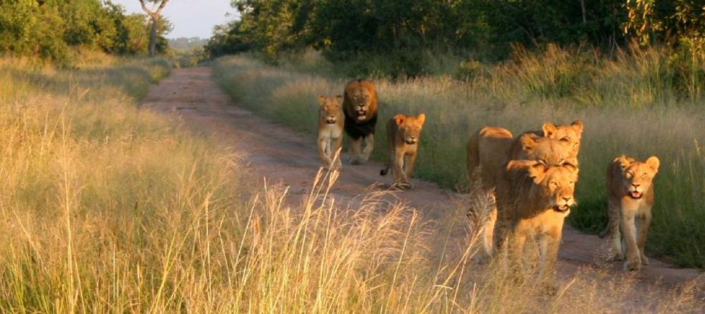 Tintswalo Safari Lodge, Manyaleti Game Reserve, South Africa - Image 7