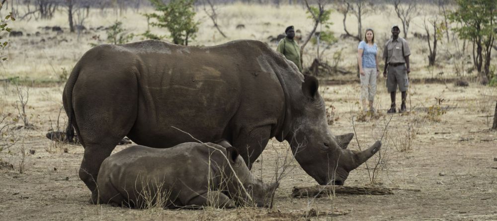 Rhinos - Image 8