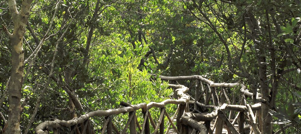 Trail through the jungle at Funzi Keys, Funzi Island, Kenya - Image 10