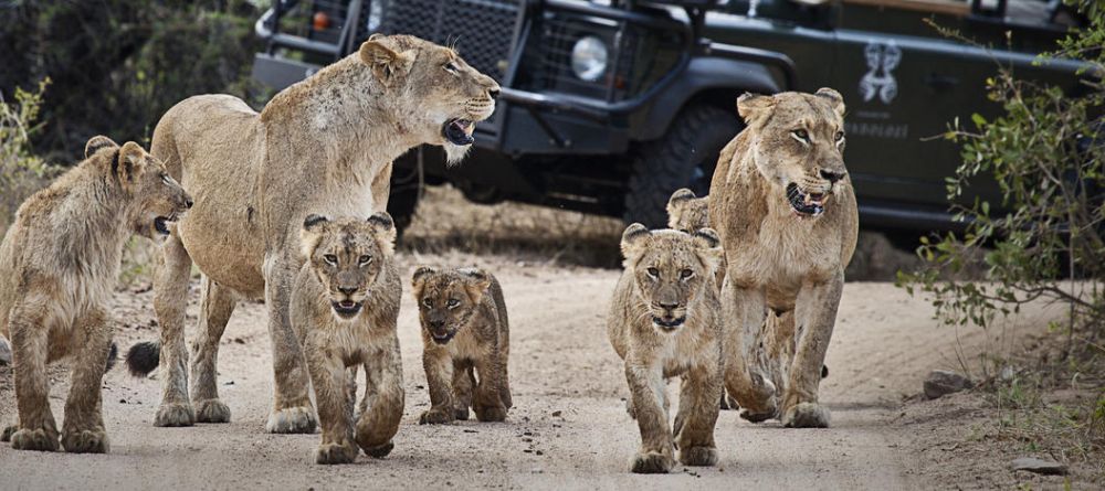 A game drive encounters a pride of lions with many adolescents at Londolozi Varty Camp, Sabi Sands Game Reserve, South Africa - Image 12