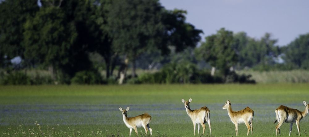 Flood plain wildlife at Tubu Tree Camp, Okavango Delta, Botswana (Dana Allen) - Image 11