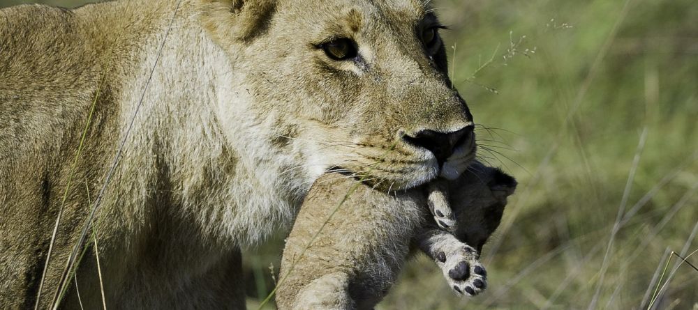 Motherly love at Tubu Tree Camp, Okavango Delta, Botswana (Dana Allen) - Image 12