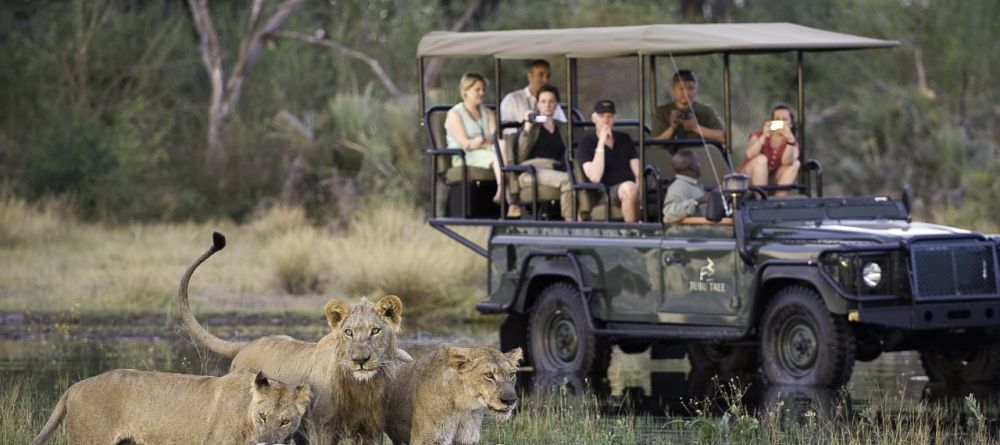 Game drive at Tubu Tree Camp, Okavango Delta, Botswana (Dana Allen) - Image 1