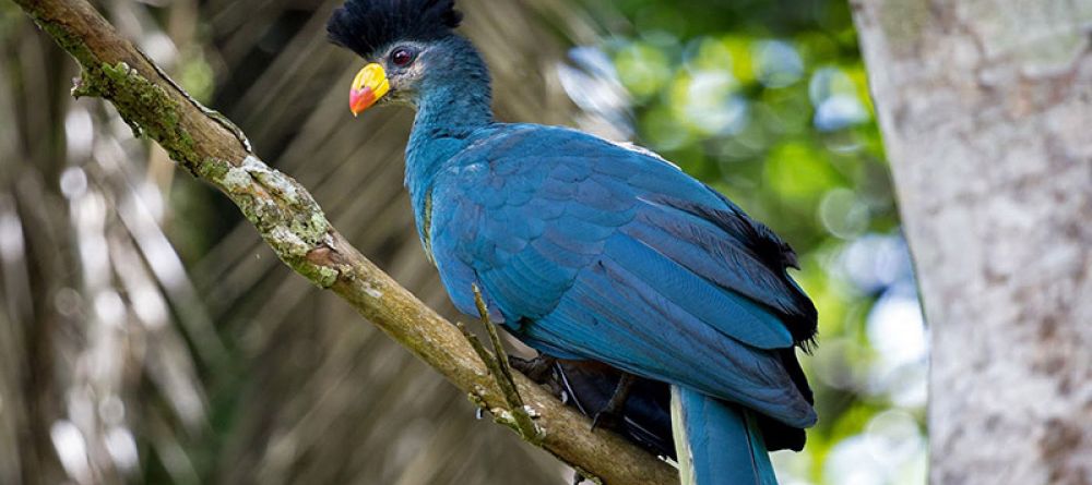 Turaco Treetops - Turaco  - Image 5