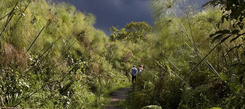 Turaco Treetops - Swamp Walk - Image 7
