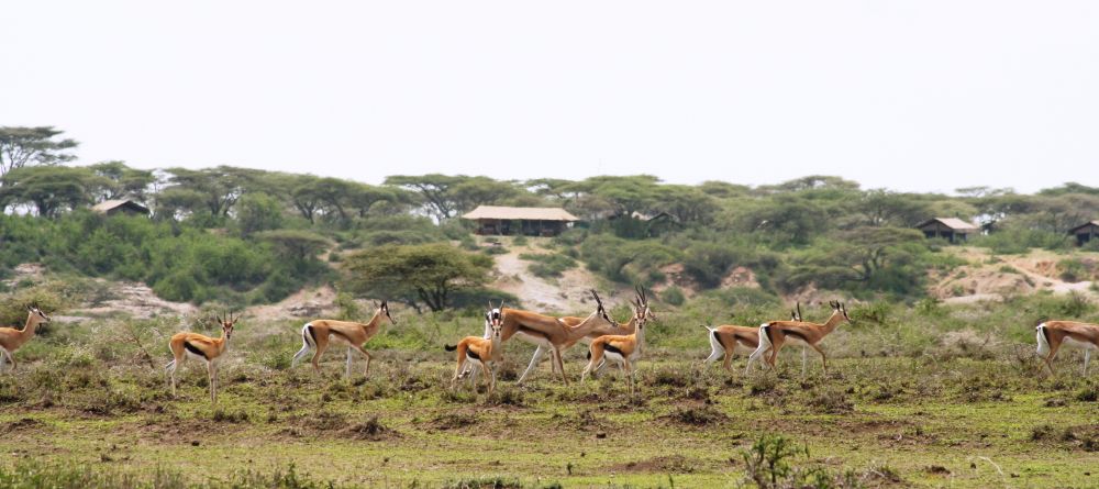 Wildlife in front of the camp at Ubuntu Camp, Serengeti National Park, Tanzania - Image 1