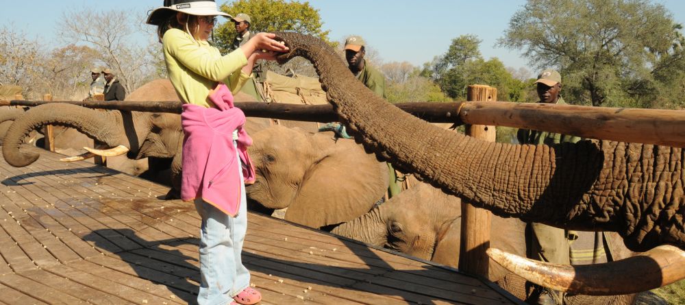 Meeting an elephant at The Elephant Camp, Victoria Falls, Zimbabwe - Image 2