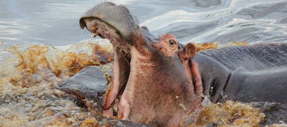 Hippo at Xakanaxa Camp, Moremi Game Reserve, Botswana (V. Patel) - Image 12