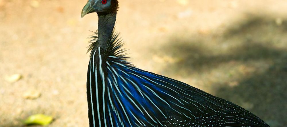 Vulture guineafowl at Arumeru River Lodge, Arusha, Tanzania - Image 7