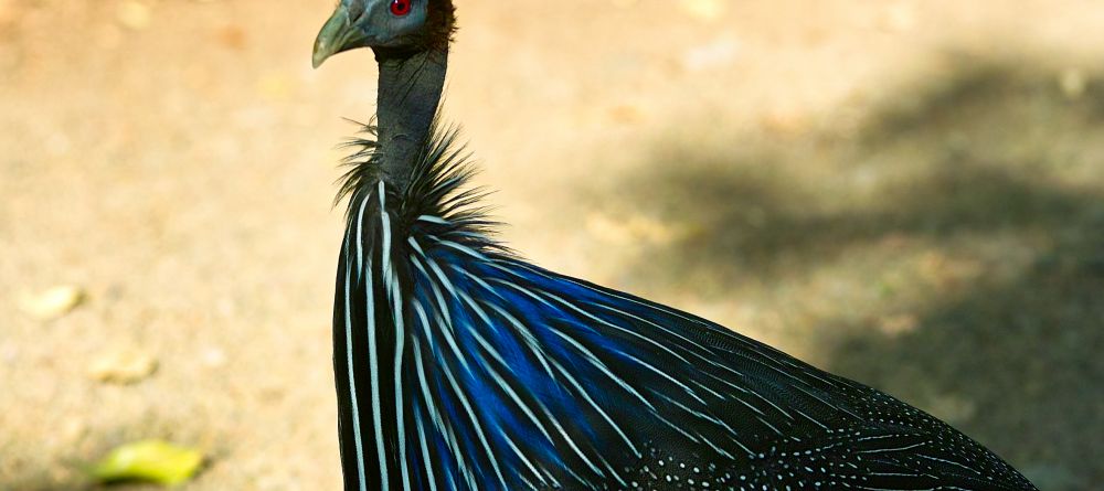 Vulture guineafowl at Arumeru River Lodge, Arusha, Tanzania - Image 5