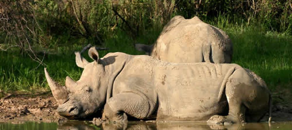 Waterberg Camp rhinos - Image 5