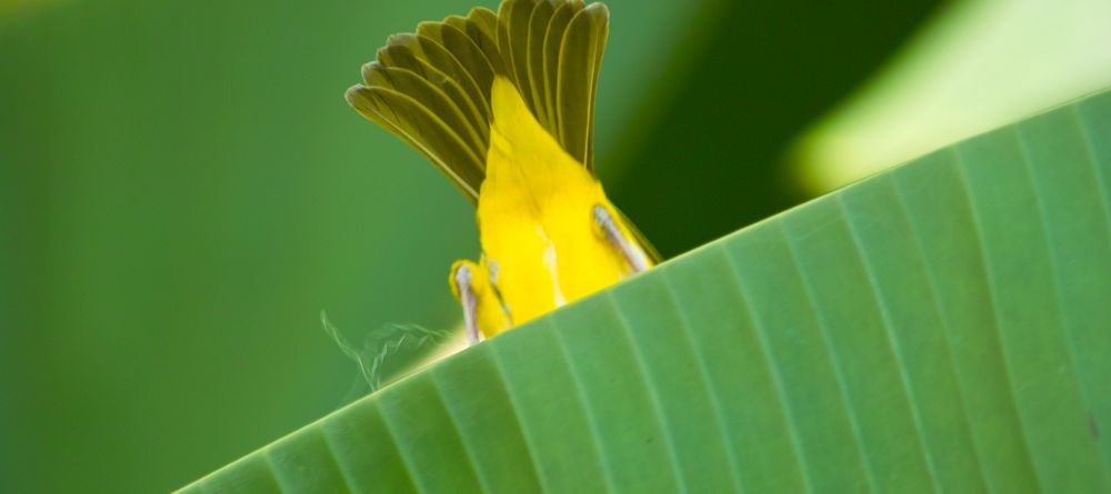 Weaver bird at Arumeru River Lodge, Arusha, Tanzania - Image 9