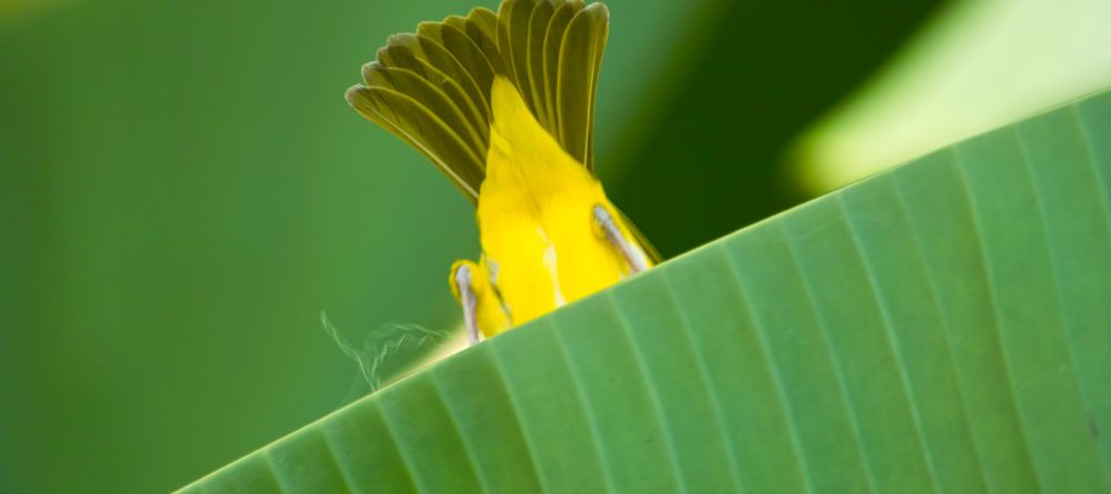 Weaver bird at Arumeru River Lodge, Arusha, Tanzania - Image 7