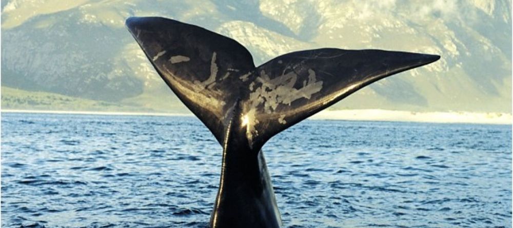 Southern Right Whale watching is a highlight in Hermanus - Image 8