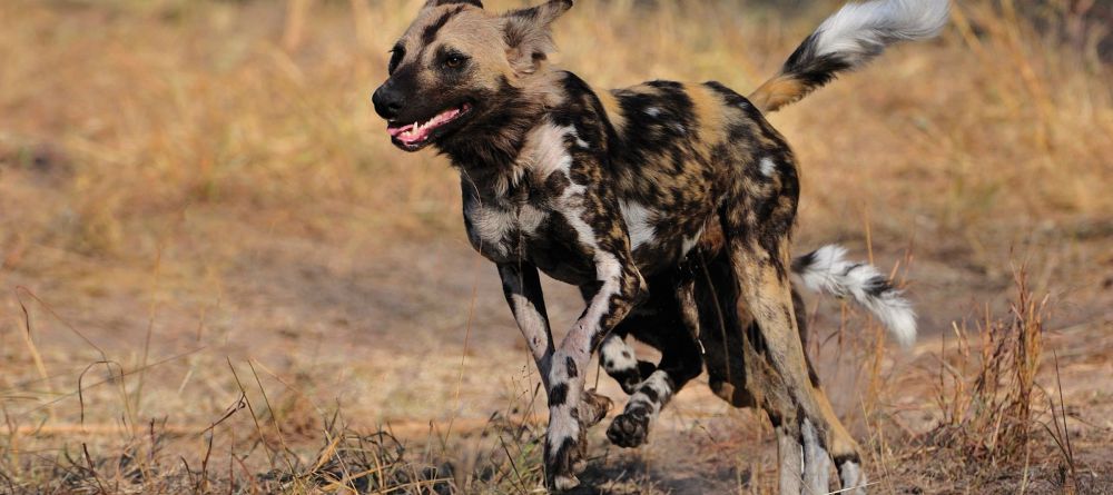 Gomoti Plains Camp, Moremi Game Reserve, Botswana - Image 15